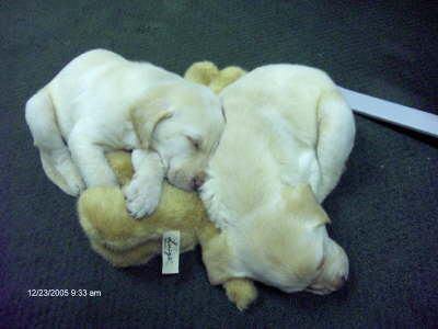TheL and L puppies rest after playing 
