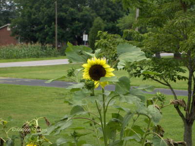 Sunflowers in the yard